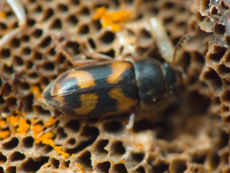 Litargus connexus Geoffroy, 1785